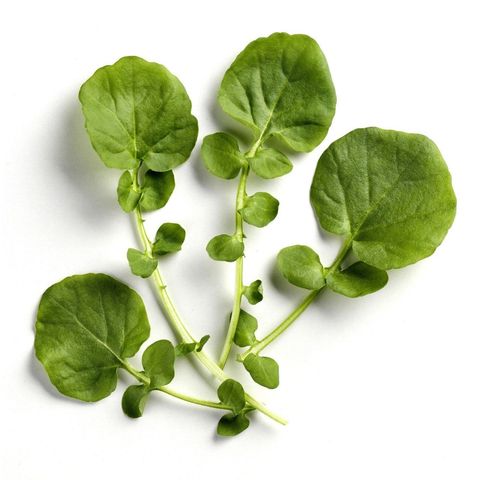 Brunnenkresse, Bio Knospe Schweiz